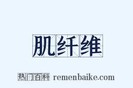 肌纤维是什么意思的图片